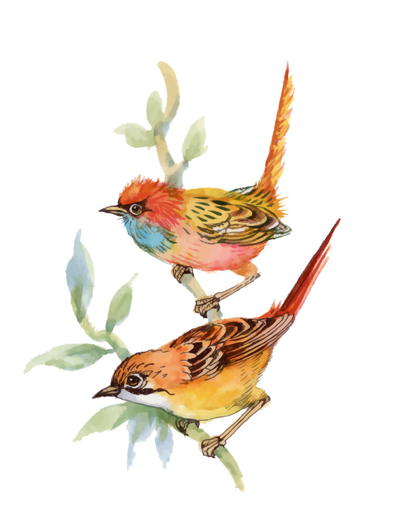 矢量水彩风格的鸟插图