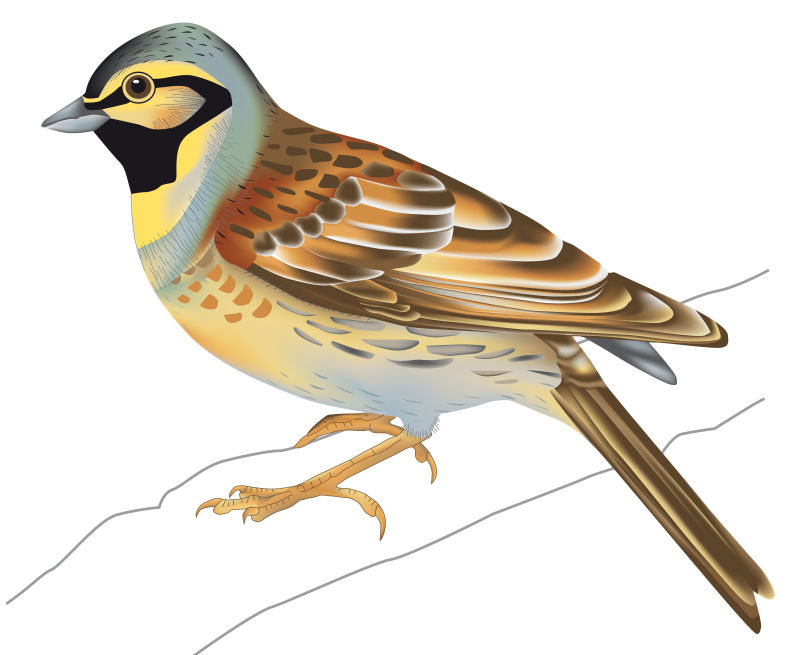 矢量古典风格的鸟类插图