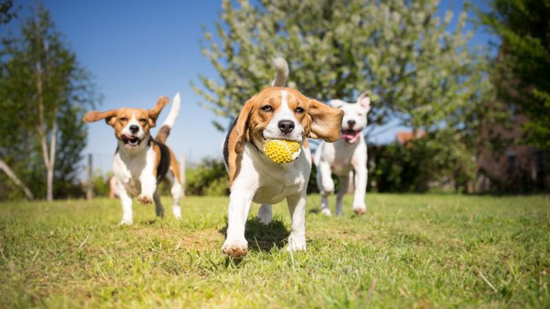 在草地上奔跑玩耍的三条狗狗