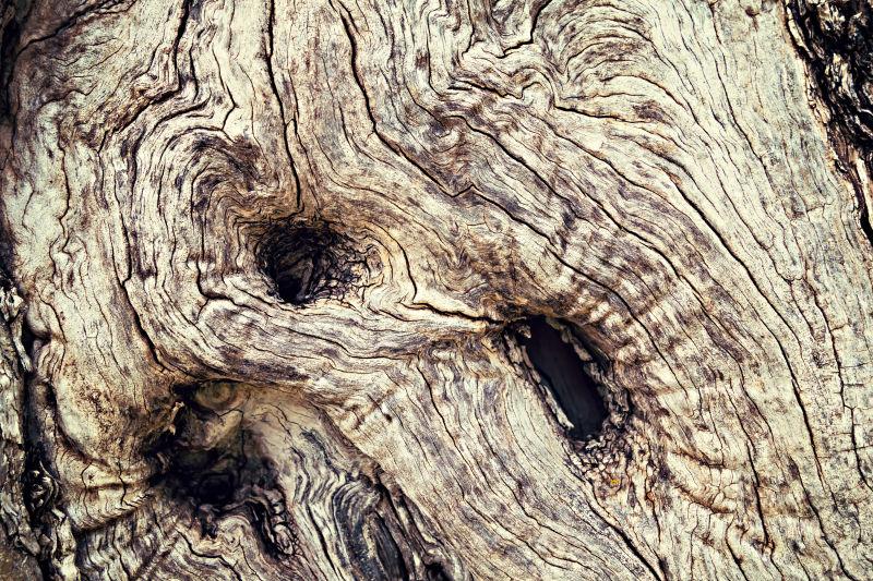 老树的树皮纹理背景