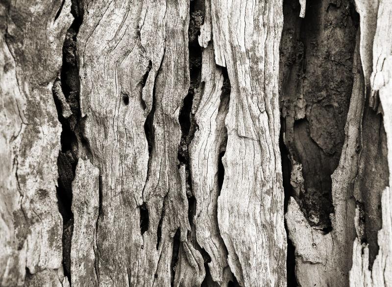 干枯的老树树皮纹理背景
