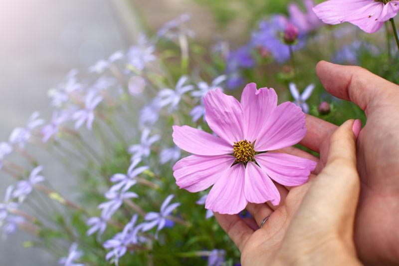 情侣手中美丽的花朵