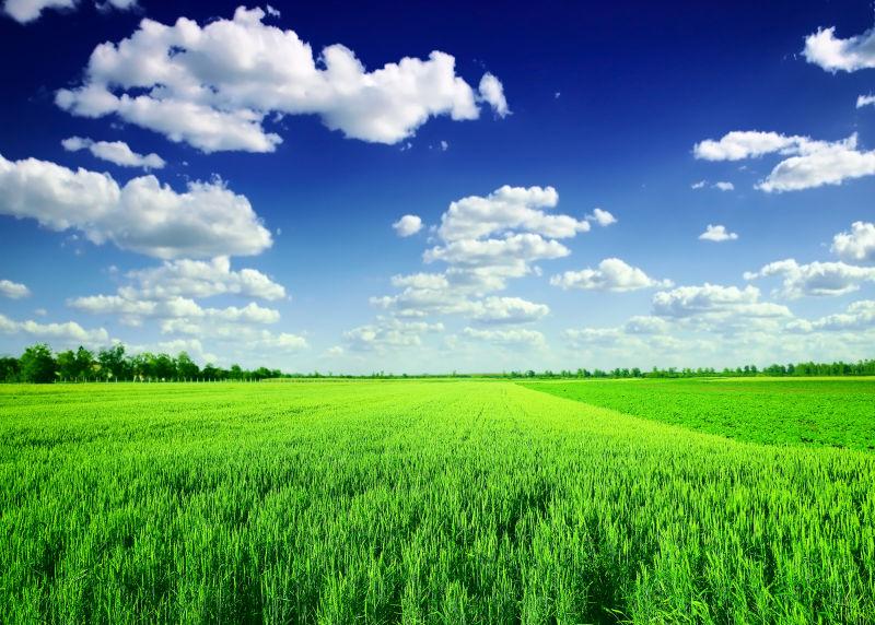 蓝天下的绿色麦田
