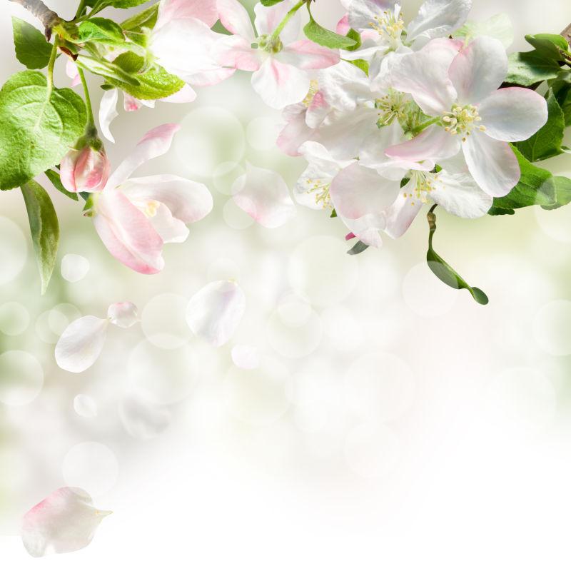 苹果树嫩枝嫩绿白叶