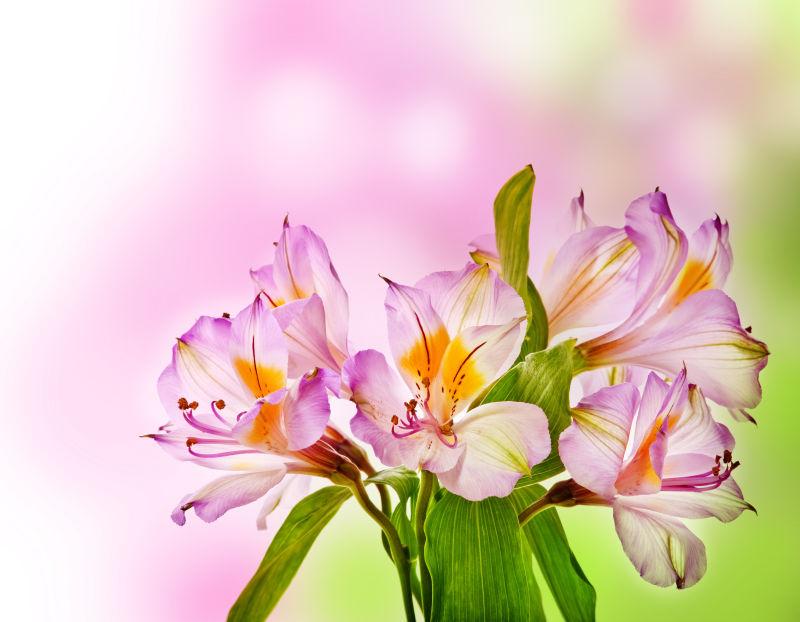 花朵图片 软聚焦自然背景中粉红色蜘蛛花素材 高清图片 摄影照片 寻图免费打包下载