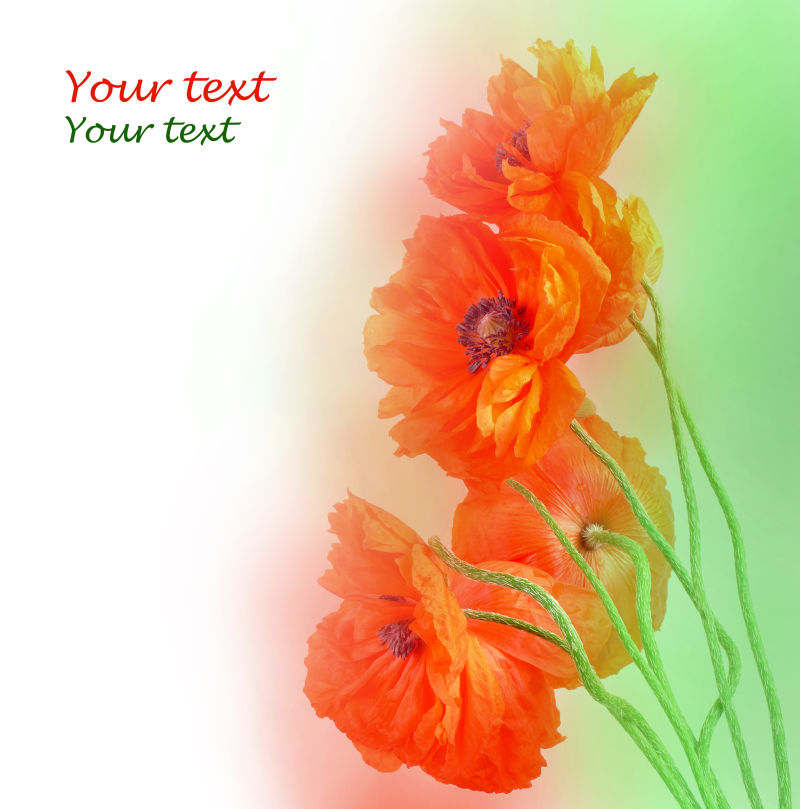 浪漫的红色罂粟花