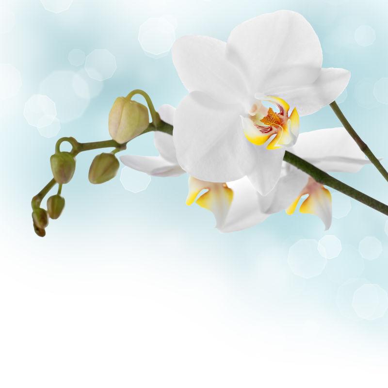 蓝色背景下的兰花边界