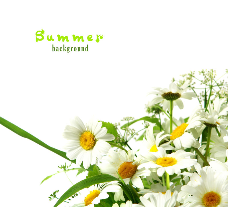 白色背景下的雏菊花