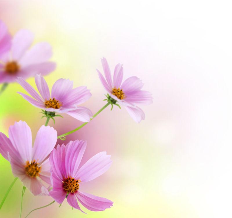 美丽的花朵边界