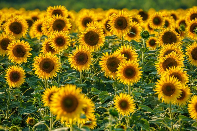 夕阳下开满黄花的向日葵