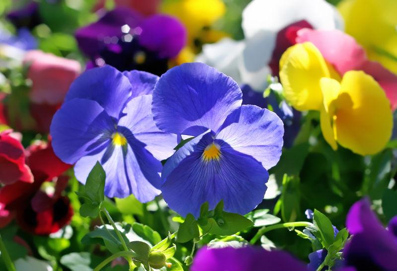 紫罗兰花图片-美丽的紫罗兰在公园里素材-高清图片-摄影照片-寻图免费打包下载