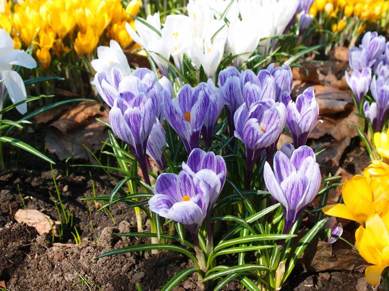 五颜六色的花朵在春天的公园里