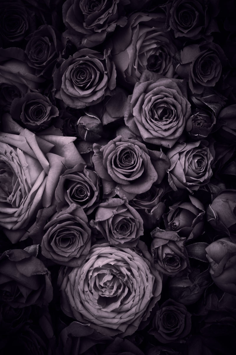 玫瑰图片 灰色背景前的玫瑰素材 高清图片 摄影照片 寻图免费打包下载