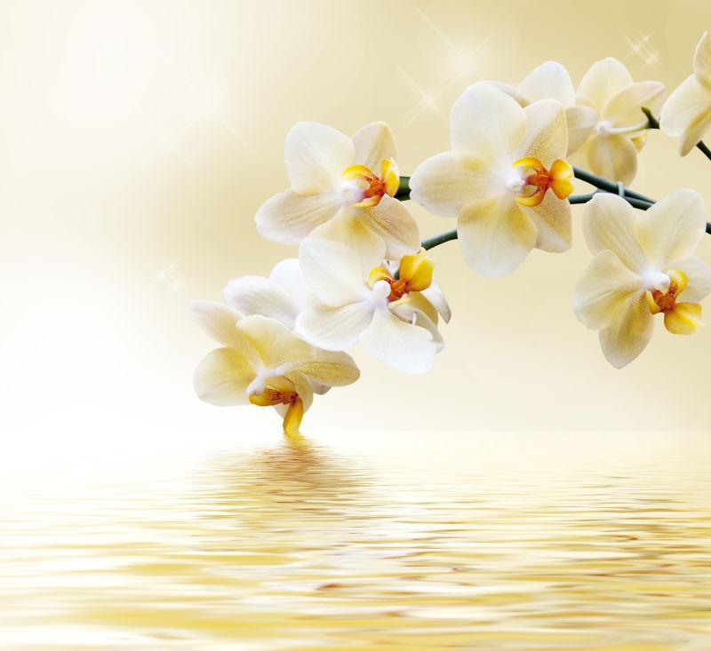 美丽的白色的兰花