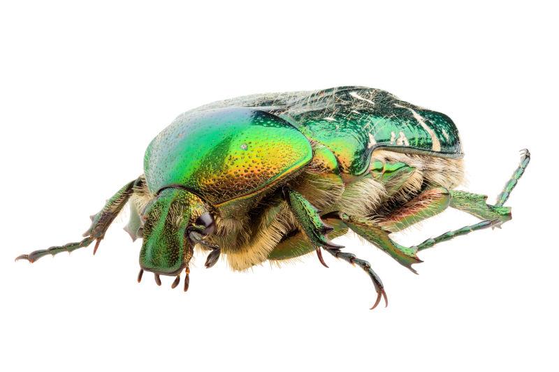 白色背景上的金龟子