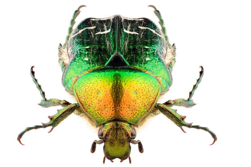 白色背景下的金龟子