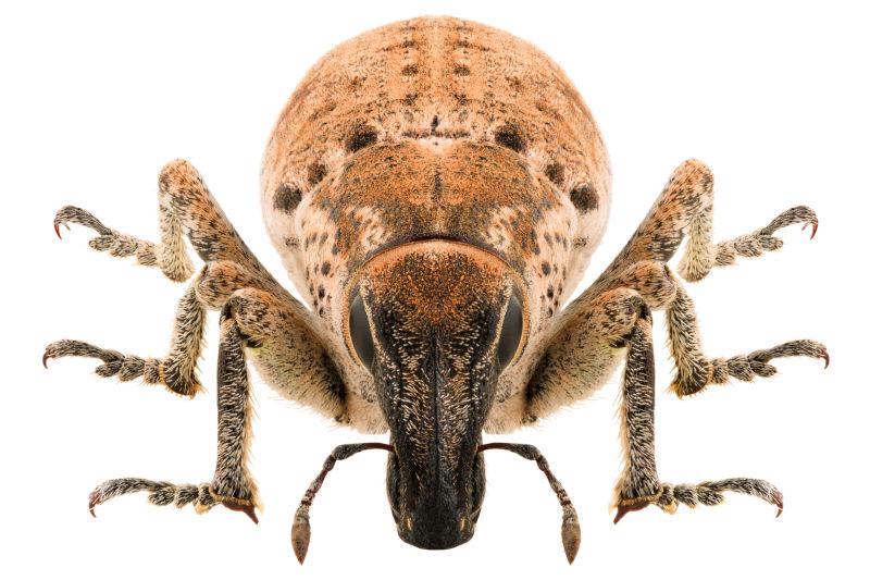 白色背景下的象鼻虫