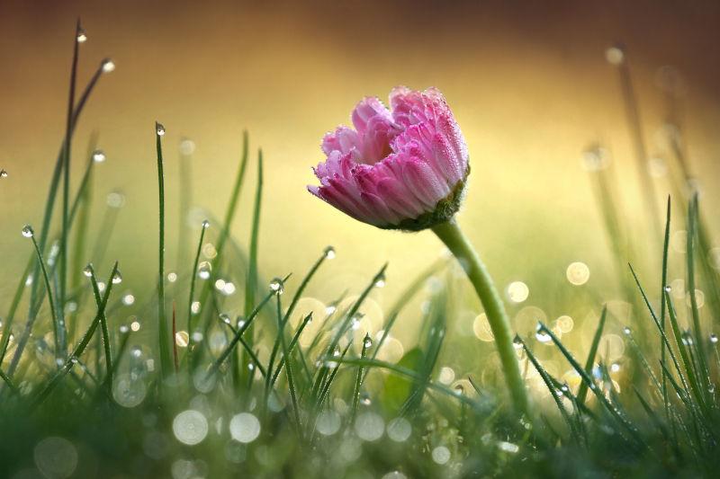 绿色草地上的粉红菊花