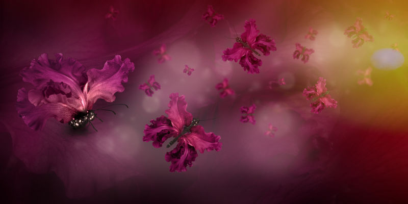 散景背景上拥有玫红色花朵翅膀的蝴蝶