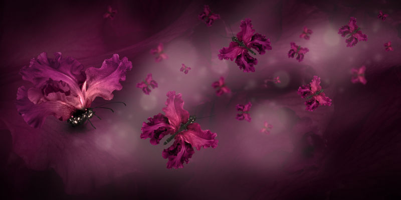 模糊背景上拥有玫红色花朵翅膀的蝴蝶