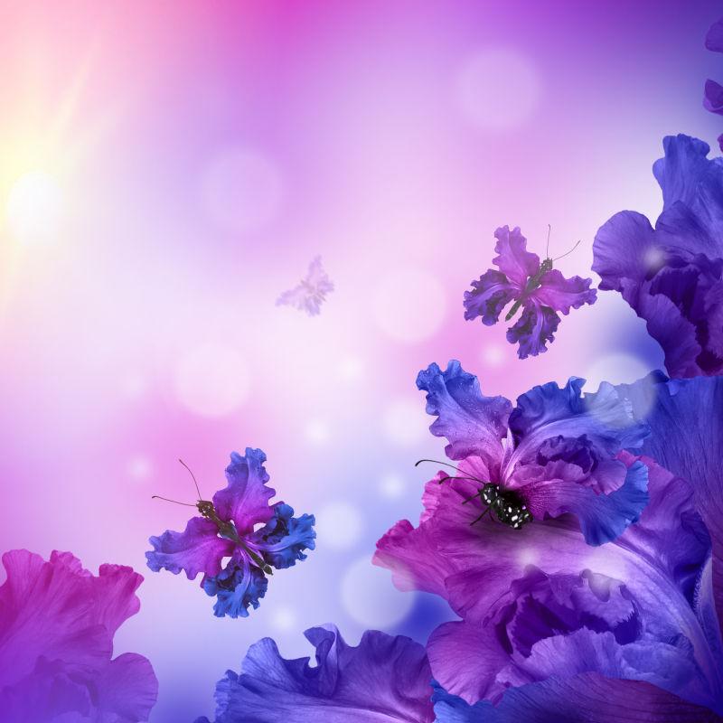 紫色花图片 漂亮的紫色蝴蝶花素材 高清图片 摄影照片 寻图免费打包下载