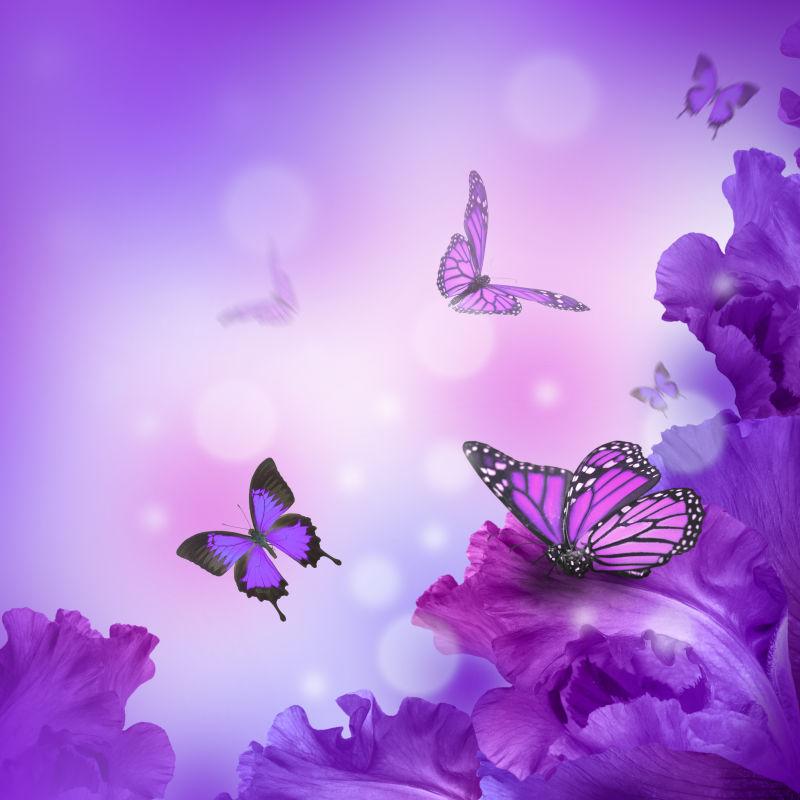 鸢尾花和蝴蝶图片 紫色背景中的鸢尾花和蝴蝶素材 高清图片 摄影照片 寻图免费打包下载