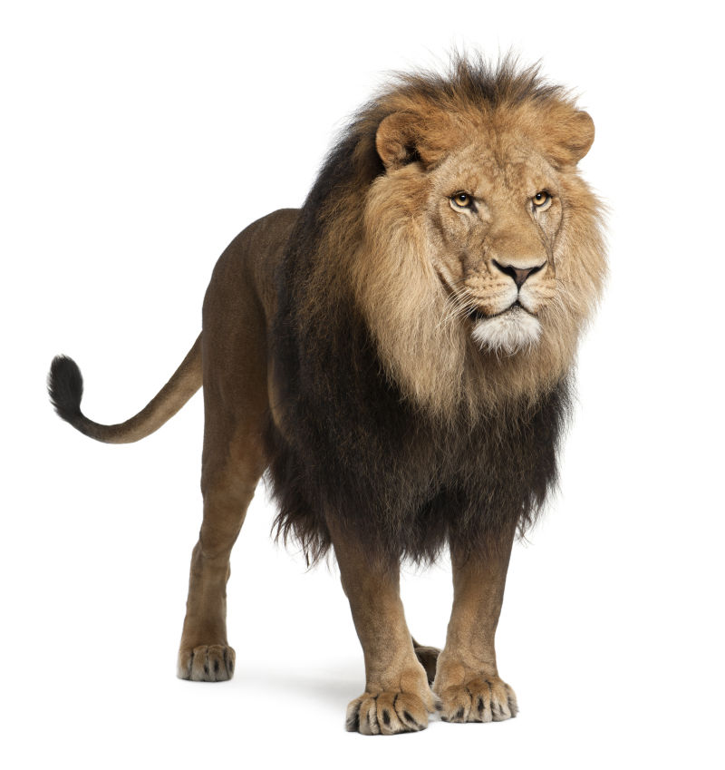 狮子图片 白色背景下的一只狮子素材 高清图片 摄影照片 寻图免费打包下载