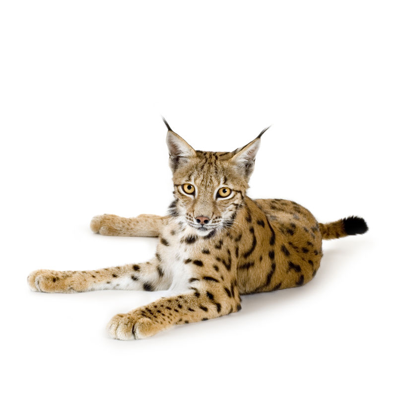 白色背景下的猞猁
