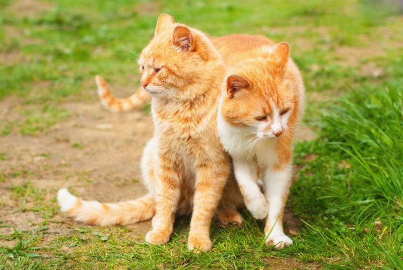 草地上的两只猫咪