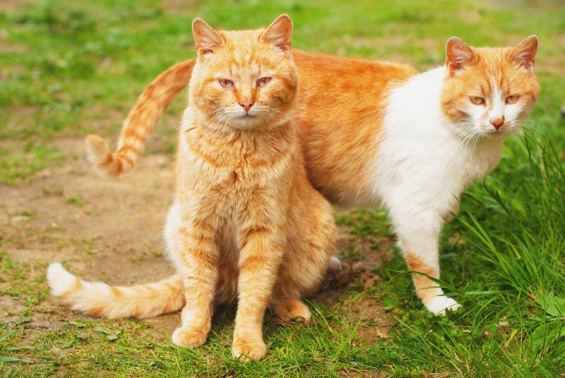 夏天青草上的两只猫