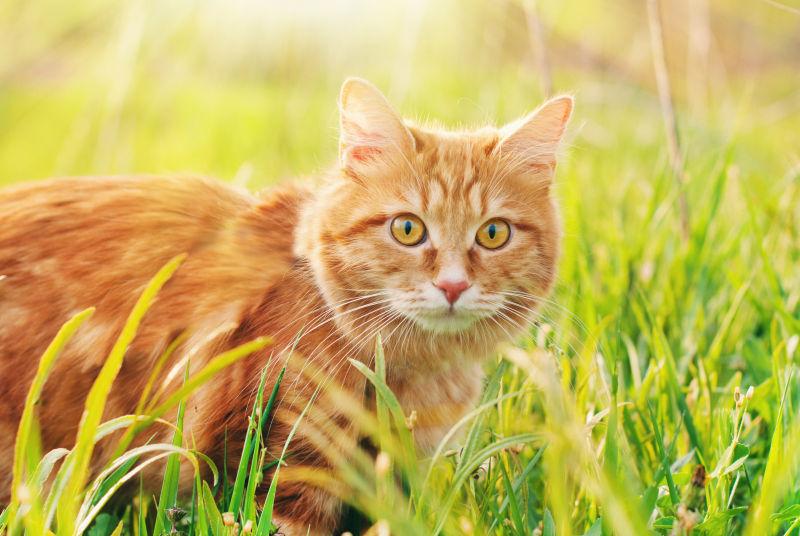 夏天草地上的猫
