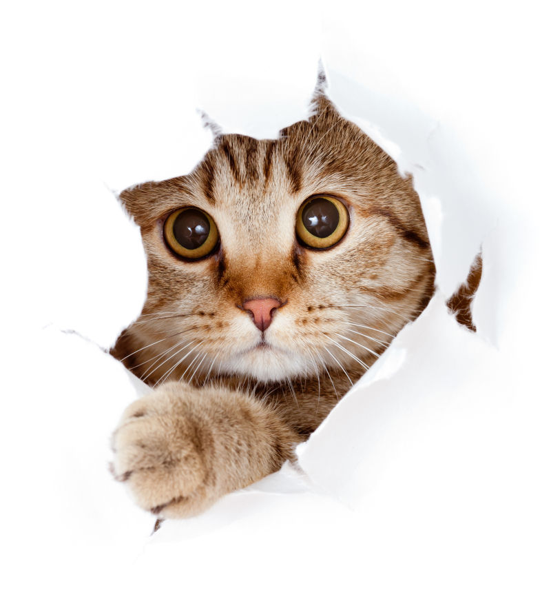 可爱的猫咪藏起来