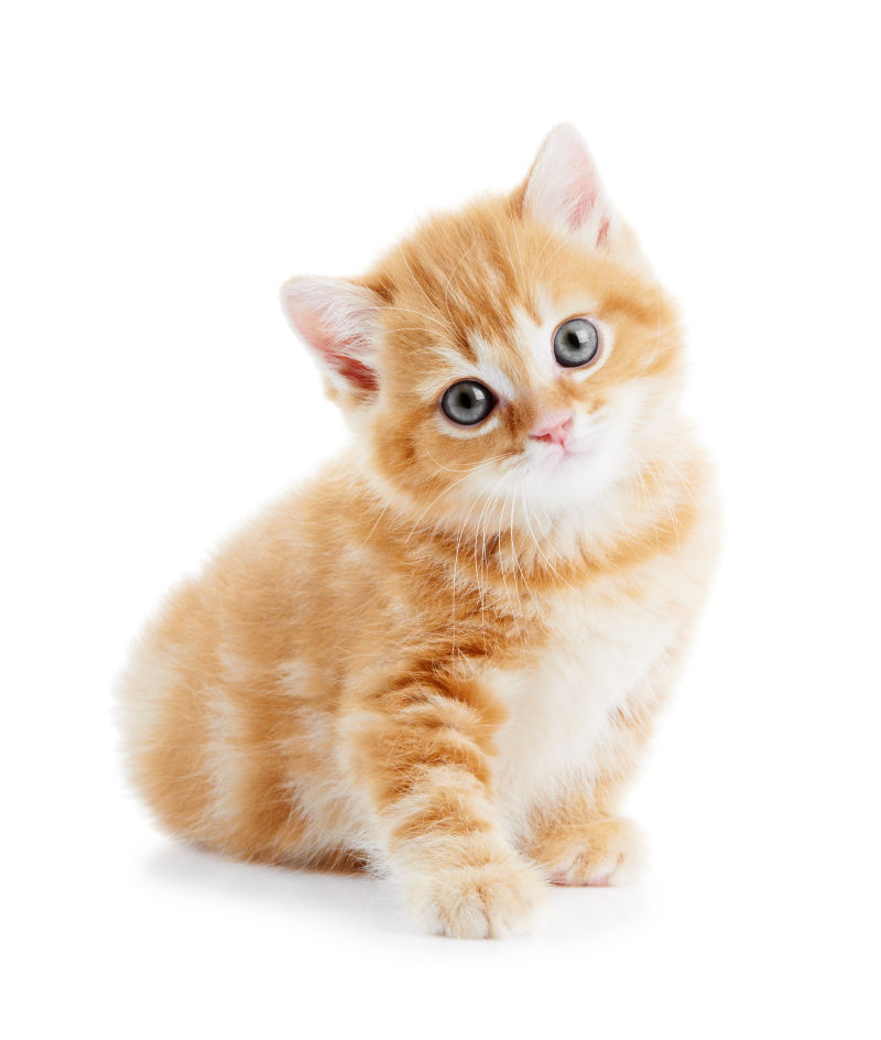 一只英国短毛猫