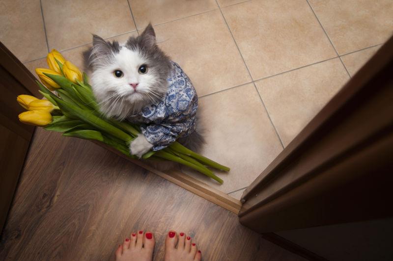 可爱的猫咪带着花束看着女主人图片 带着花束的猫在女人脚下素材 高清图片 摄影照片 寻图免费打包下载