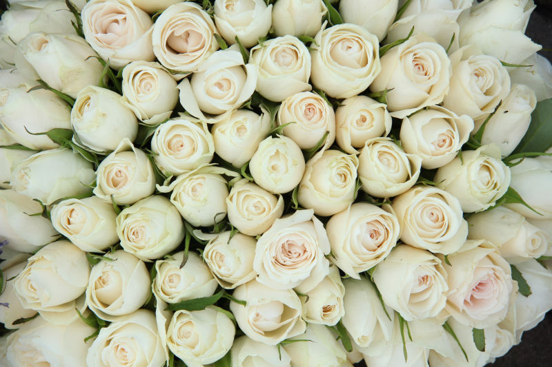 美丽的香槟玫瑰