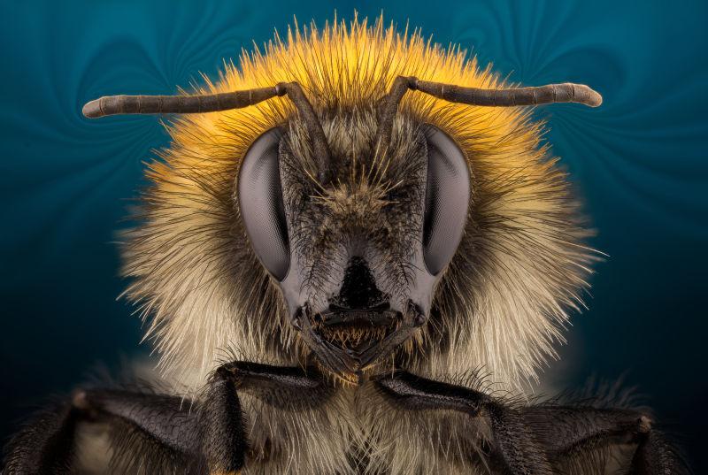 显微镜下大黄蜂的特写肖像