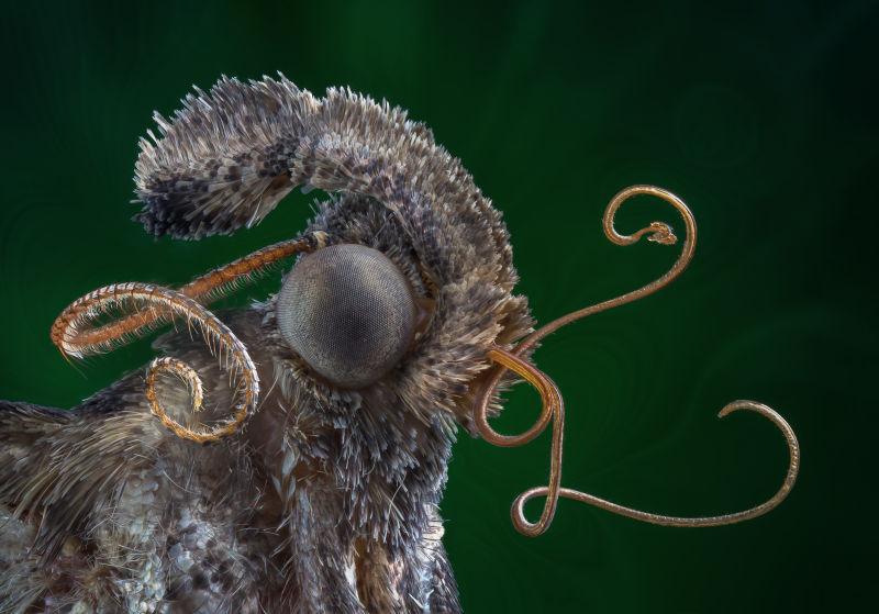 通过显微镜观察多米尼卡灰胡子蛾的特写肖像