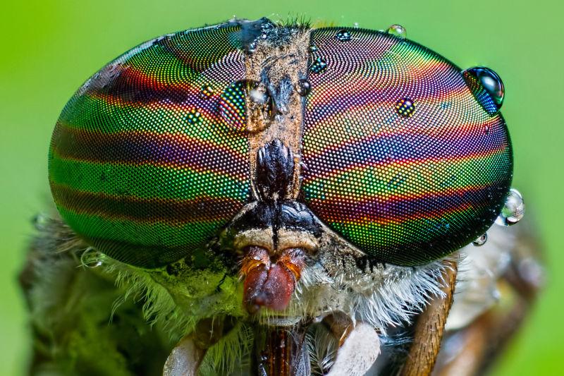 Tabanus abdominalis horsefly的近景