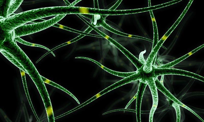 三维人体头部脑神经细胞概念