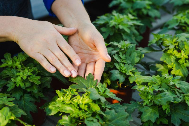 女性双手照顾植物图片 温室栽培室内盆栽植物素材 高清图片 摄影照片 寻图免费打包下载