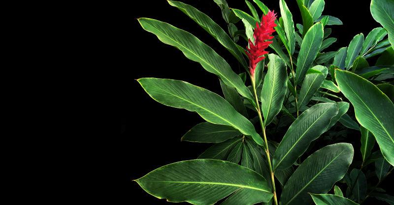 红花盛开的红姜（高山玉兰）