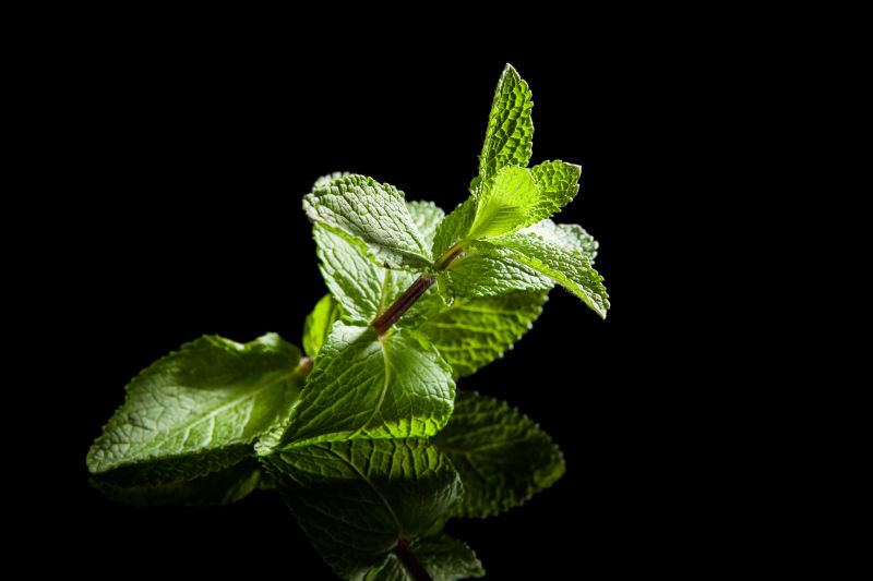 黑色背景下的新鲜薄荷嫩枝