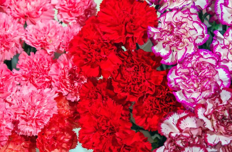 三种不同颜色的康乃馨花