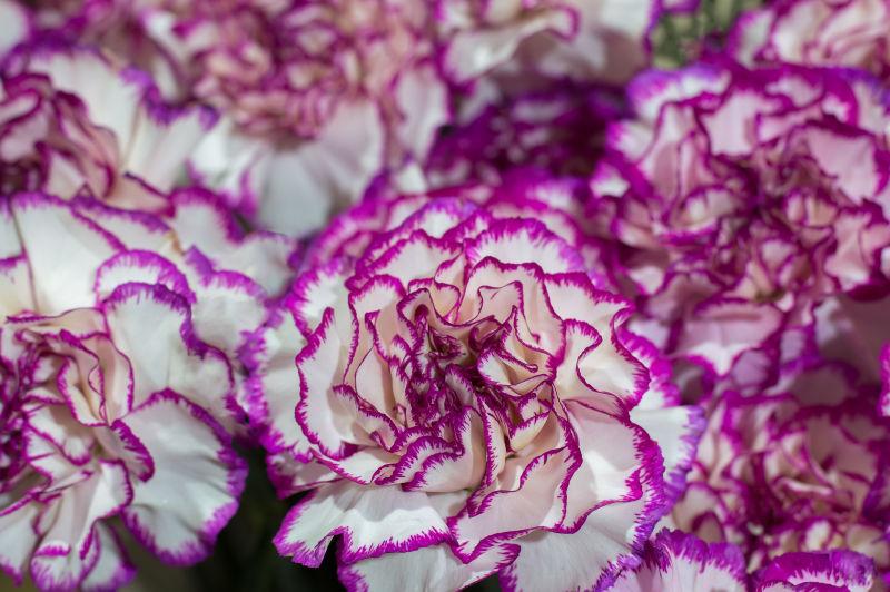 紫色康乃馨花图片 白色带有紫色花边的康乃馨花素材 高清图片 摄影照片 寻图免费打包下载