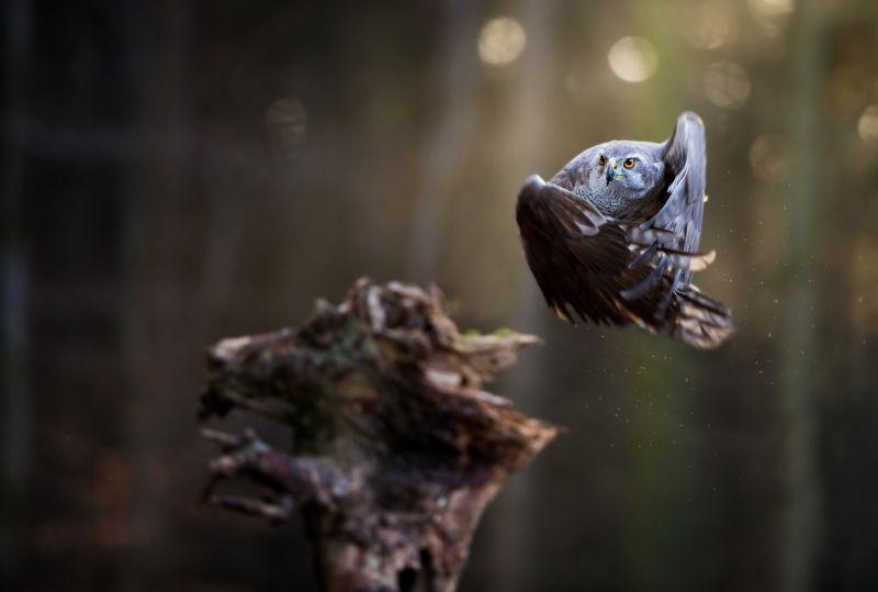 在森林中飞翔的苍鹰