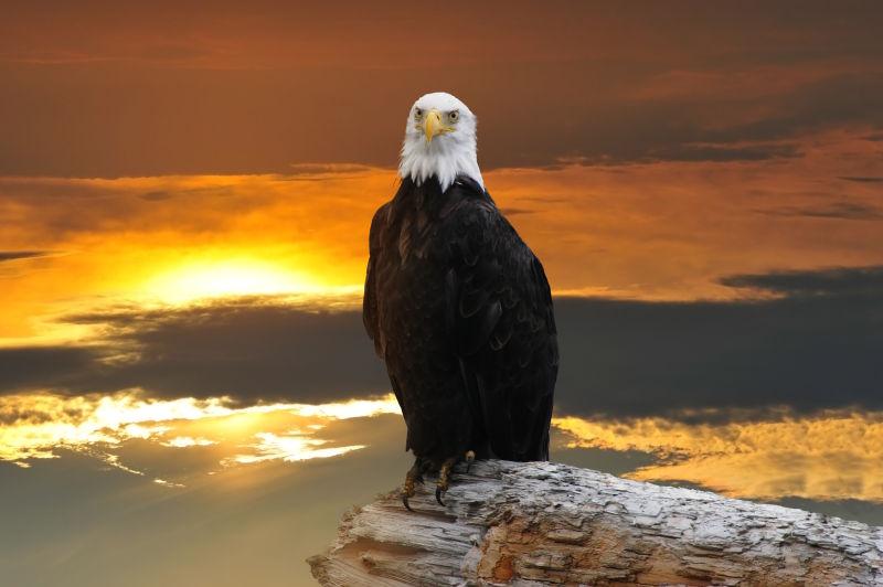 日落阿拉斯加秃鹰