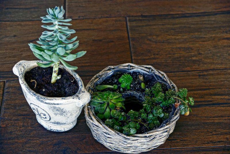 木桌上的观赏盆栽