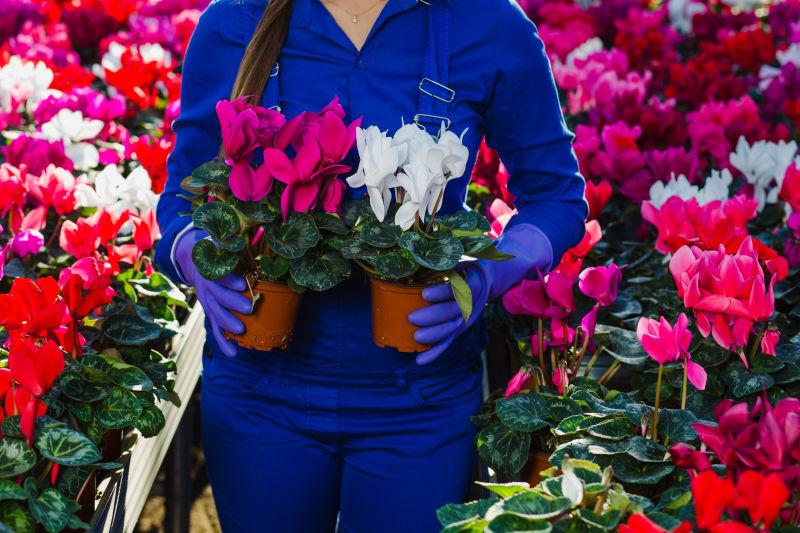 大棚栽培的各种盆栽花卉
