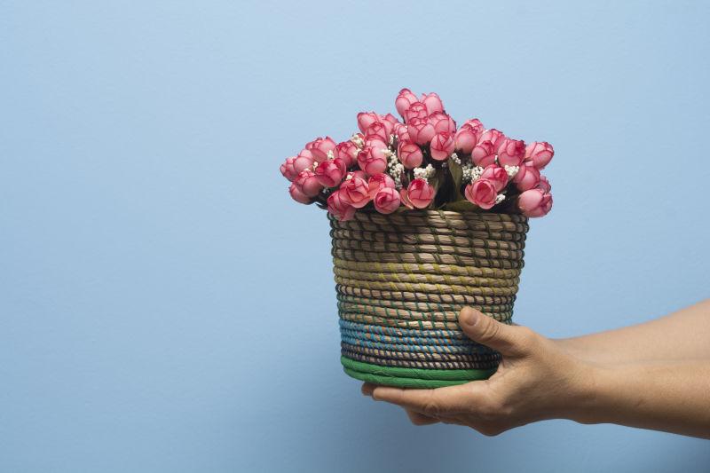 手捧花盆里的粉红色的花