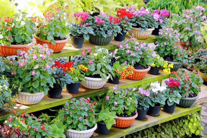 漂亮花卉盆栽图片 木架上各种花盆的漂亮花卉素材 高清图片 摄影照片 寻图免费打包下载